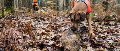 Im Saarland sollen Spürhunde jetzt tote Wildschweine finden. Foto: Oliver Dietze/dpa-Bildfunk