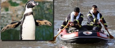 Auf der Blies wollen Passanten einen Pinguin gesichtet haben. Die Feuerwehr machte sich auf die Suche. Symbolfotos: Pixabay | Bernd Müller/Feuerwehr Neunkirchen