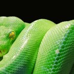 Unter den beschlagnahmten Tieren befand sich auch eine Python wie diese. Symbolfoto: Pixabay