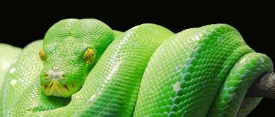 Unter den beschlagnahmten Tieren befand sich auch eine Python wie diese. Symbolfoto: Pixabay