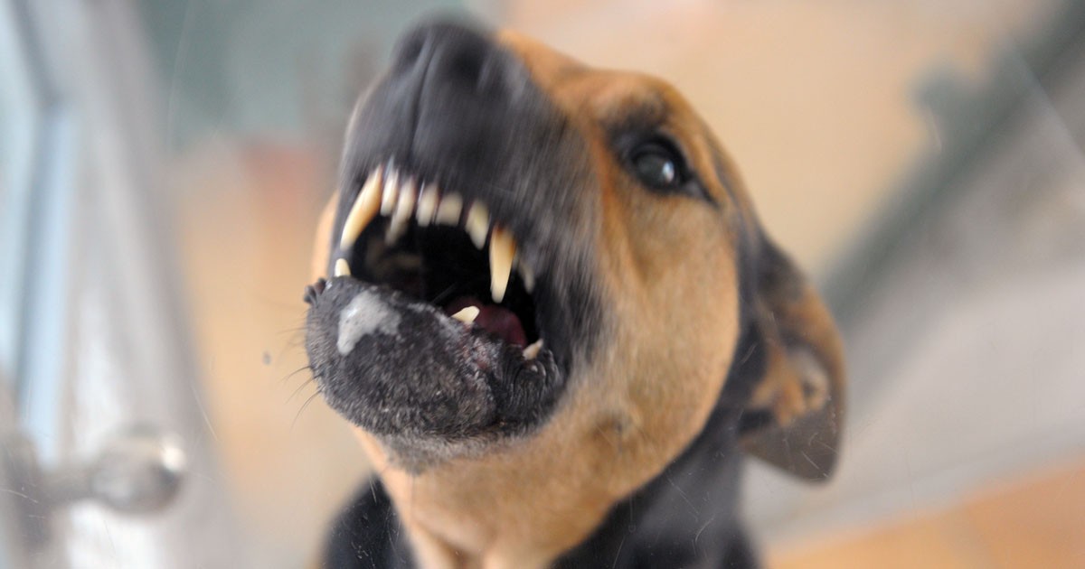 HundeBeißstatistik Mischlinge verletzten im Saarland die meisten Menschen