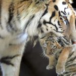 Die Tiger-Show soll den Zoo viel Geld gekostet haben; das führte wohl zu Schulden. Archivfoto: dpa-Bildfunk/epa Christophe Karaba