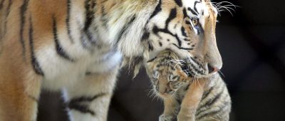 Die Tiger-Show soll den Zoo viel Geld gekostet haben; das führte wohl zu Schulden. Archivfoto: dpa-Bildfunk/epa Christophe Karaba