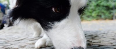 Ein Hund wurde durch einen Giftköder getötet. Symbolfoto: Maurizio Gambarini/dpa-Bildfunk