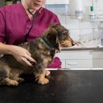 Die angebliche Blutspende-Notlage in der Tierklinik Elversberg ist eine Fehlinformation. Symbolfoto: Andreas Arnold/dpa-Bildfunk