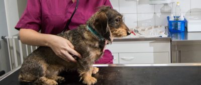 Die angebliche Blutspende-Notlage in der Tierklinik Elversberg ist eine Fehlinformation. Symbolfoto: Andreas Arnold/dpa-Bildfunk