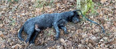 Dieser Hund wurde in Völklingen gefunden. Foto: Tierschutzverein Völklingen