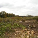 Bereits im Jahr 2008 wurde eine große Fläche des Waldes auf dem Hohberg für die Erweiterung der Sandgrube abgeholzt. Archivfoto: BeckerBredel