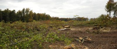 Bereits im Jahr 2008 wurde eine große Fläche des Waldes auf dem Hohberg für die Erweiterung der Sandgrube abgeholzt. Archivfoto: BeckerBredel