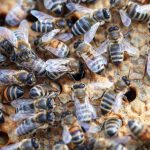 50.000 bis 60.000 Bienen kamen an einer Illinger Schule ums Leben. Symbolfoto: Jens Büttner/dpa-Bildfunk