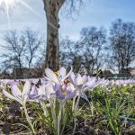 Zumindest die Temperaturen im Saarland werden am Wochenende frühlingshaft. Symbolftoto: BeckerBredel