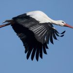 Ein Großteil der Weißstörche befindet sich derzeit wieder im Saarland. Foto: dpa-Bildfunk/Boris Roessler