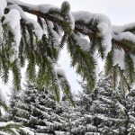 In den Hochlagen kann es am Mittwoch Neuschnee von bis zu zehn Zentimetern geben. Foto: dpa-Bildfunk