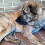 Ein Spanischer Mastiff wie dieser ist in Großrosseln-Naßweiler Opfer einer Bluttat geworden. Symbolfoto: Pery212/CC BY-SA 4.0