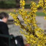 Der Frühling im Saarland ist endlich da. Es wird warm und sonnig, dennoch ist Abstand geboten. Symbolfoto: Oliver Berg/dpa-Bildfunk