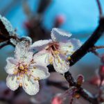 Pünktlich zum Anfang der Sommerzeit wird es im Saarland nochmal winterlich kalt. Symbolfoto: Jens Büttner/dpa-Bildfunk