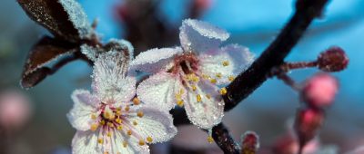 Pünktlich zum Anfang der Sommerzeit wird es im Saarland nochmal winterlich kalt. Symbolfoto: Jens Büttner/dpa-Bildfunk