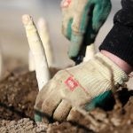 Wer holt den Spargel aus der Erde, wenn die Saisonarbeiter ausbleiben?. Foto: Roland Weihrauch/dpa