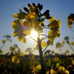 Im Saarland bleibt das Wetter weiterhin frühlingshaft. Symbolfoto: Martin Gerten/dpa-Bildfunk