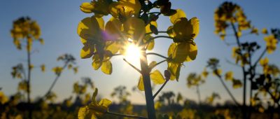 Im Saarland bleibt das Wetter weiterhin frühlingshaft. Symbolfoto: Martin Gerten/dpa-Bildfunk