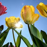 Temperaturen über 20 Grad sind in den nächsten Tagen im Saarland zu erwarten. Foto: Felix Kästle/dpa-Bildfunk