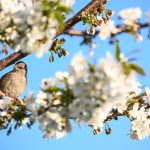 Ab Mittwoch steigen im Saarland die Temperaturen wieder. Foto: Felix Kästle/dpa