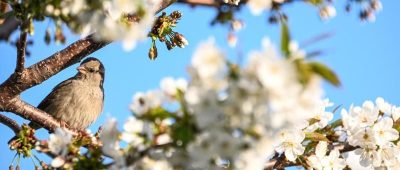 Ab Mittwoch steigen im Saarland die Temperaturen wieder. Foto: Felix Kästle/dpa