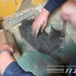 Der Feuerwehr gelang es, die junge Katze zu befreien. Foto: Facebook/@freiwilligefeuerwehrsaarbruecken