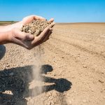 Die Trockenheit stellt für die Landwirtschaft im Saarland aktuell ein großes Problem dar. Symbolfoto: dpa-Bildfunk/Armin Weigel