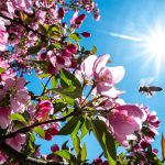 Im Saarland soll es am Mittwoch (22.04.2020) sonnig und windig werden. Symbolfoto: Armin Weigel/dpa