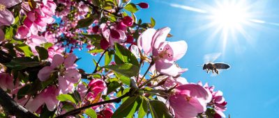 Im Saarland soll es am Mittwoch (22.04.2020) sonnig und windig werden. Symbolfoto: Armin Weigel/dpa