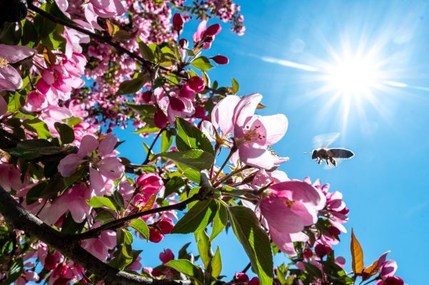 Im Saarland soll es am Mittwoch (22.04.2020) sonnig und windig werden. Symbolfoto: Armin Weigel/dpa