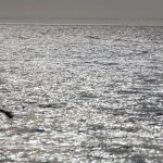 Große Fernreisen werden diesen Sommer wohl nicht möglich sein. Foto: Jens Büttner/dpa-Bildfunk