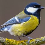 Saarländer sind dazu aufgerufen, in ihren Gärten Vögel zu zählen. Foto: Patrick Pleul/dpa-Bildfunk