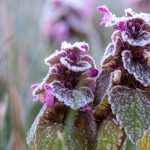 Frostige Temperaturen werden im Saarland erwartet. Foto: Jens Büttner/dpa-Bildfunk