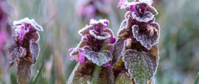 Frostige Temperaturen werden im Saarland erwartet. Foto: Jens Büttner/dpa-Bildfunk