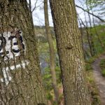 In einem Waldstück in Scheiden hat ein 22-Jähriger mehrere Sprengkörper gezündet. Symbolfoto: Henning Kaiser/dpa