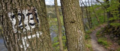 In einem Waldstück in Scheiden hat ein 22-Jähriger mehrere Sprengkörper gezündet. Symbolfoto: Henning Kaiser/dpa