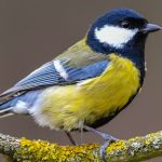 Saarländer waren dazu aufgerufen, in ihren Gärten Vögel zu zählen. Foto: Patrick Pleul/dpa-Bildfunk