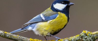 Saarländer waren dazu aufgerufen, in ihren Gärten Vögel zu zählen. Foto: Patrick Pleul/dpa-Bildfunk