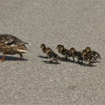 Die Enten-Familie war auf der A620 unterwegs. Allerdings ohne Fahrzeug. Symbolfoto: Pixabay