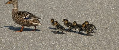 Die Enten-Familie war auf der A620 unterwegs. Allerdings ohne Fahrzeug. Symbolfoto: Pixabay