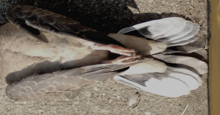 Mindestens eine Taube verstarb infolge des Verzehrs der ausgelegten Körner. Symbolfoto: Pixabay