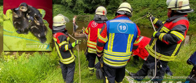 Der Feuerwehr gelang es, die Tiere zu befreien. Fotos: Facebook/Freiwillige Feuerwehr Saarbrücken