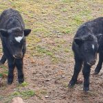 Hier zu sehen: die Yaks-Zwillingskälber im Saarbrücker Zoo. Foto: Zoo Saarbrücken