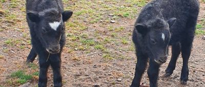 Hier zu sehen: die Yaks-Zwillingskälber im Saarbrücker Zoo. Foto: Zoo Saarbrücken