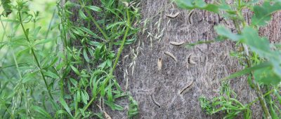 Hier zu sehen: Raupen des Eichenprozessionsspinners an einem Baum in Homburg. Foto: Homburg/Linda Barth