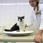 Im Saarland sind bislang noch keine Coronafälle bei Tieren bekannt. Symbolfoto: Andreas Gebert/dpa