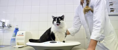 Im Saarland sind bislang noch keine Coronafälle bei Tieren bekannt. Symbolfoto: Andreas Gebert/dpa