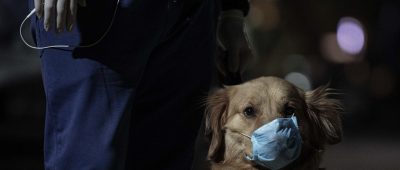 In Deutschland kommt eine Meldepflicht für Corona-Fälle bei Tieren. Was das für Haustierbesitzer bedeutet, haben wir euch in einem Überblick zusammengestellt. Symbolfoto: Omar Zoheiry/dpa